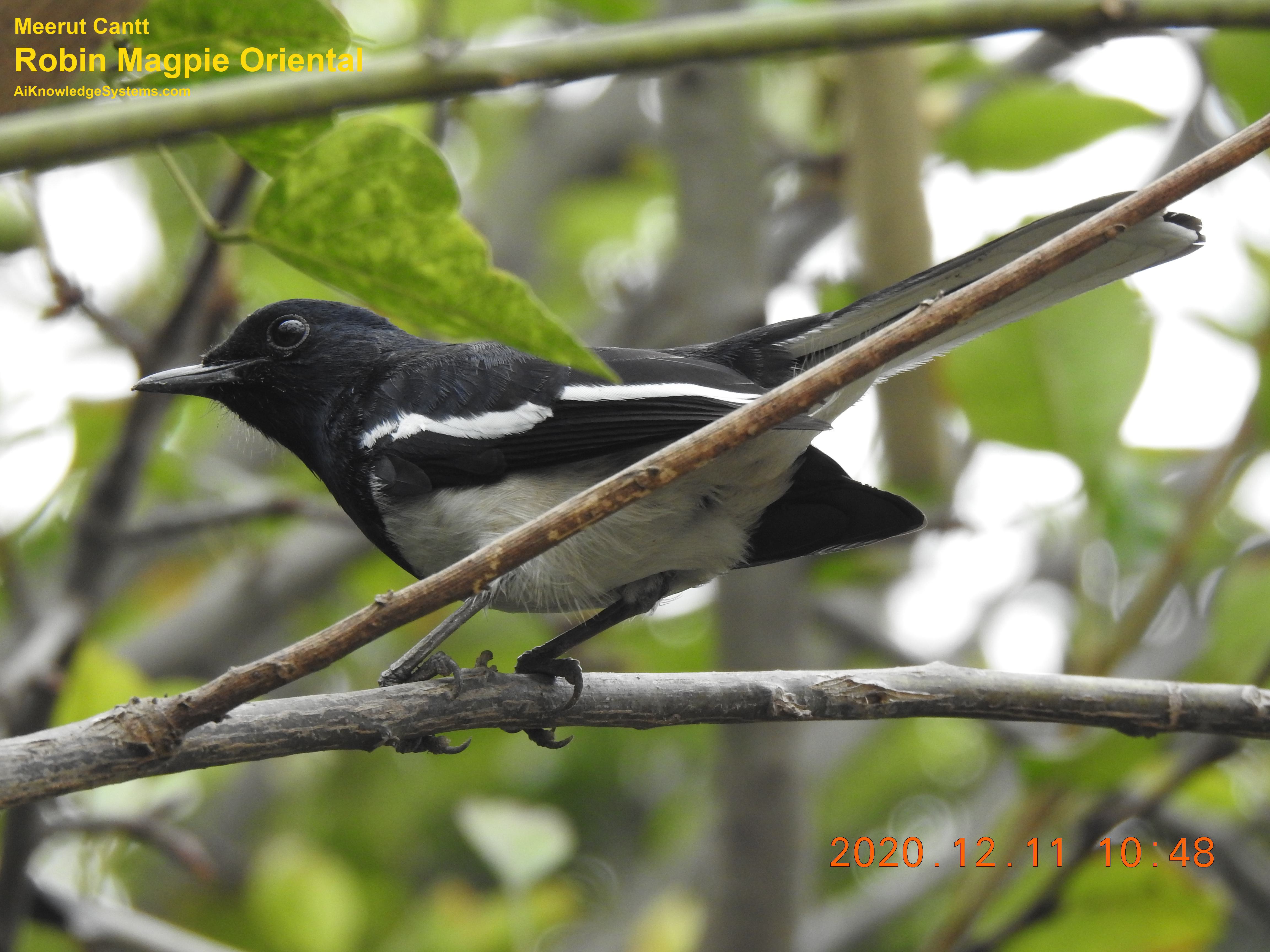 Magpie Robin (37) Coming Soon